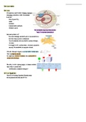 Cell Size Notes