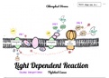 Photosynthesis Poster (Diagram with Steps)