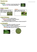 Photosynthesis Notes