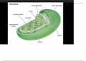 short note on "CHLOROPLAST"