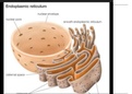 Short note on cell organelles such as Nucleus, Plastids, Mitochondria, Golgi bodies, chloroplast and endoplasmic reticulum.