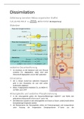 Dissimilation - Zusammenfassung