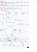 Photosynthesis and Respiration A level Biology