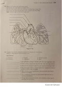 Cardiovascular system worksheet.  