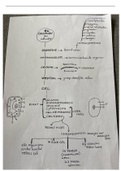 Mindmap cellen en organen biologie vmbo gt 4