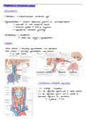 Samenvatting  Anatomie, Endocrien en Lymfe systeem ( H.Hoekstra) BMW