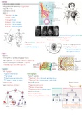 Het lymfestelsel jaar 1 (anatomie en fysiologie)