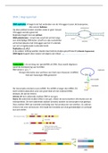 DNA-Replicatie & Transcriptie-Translatie VWO-Bovenbouw | Samenvatting