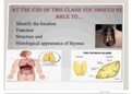 Histology of thymus