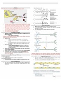 Peripheral Neuropathy