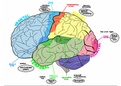 Localisation of function in the brain summary labelled picture 