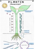 Samenvatting tekening Biologie planten - Transport