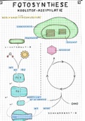 Samenvatting tekening Biologie planten - Fotosynthese