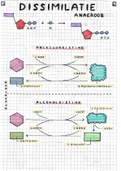 Samenvatting tekening Biologie - anaerobe dissimilatie