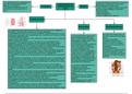 Procedimiento de administración de medicamentos vía rectal