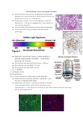 WS microscopie samevatting M-DHC