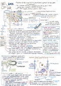 Liver & Pancreas