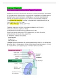 Organisation morphofonctionnelle de l'appareil respiratoire 