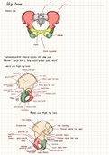 Lower Limb Notes