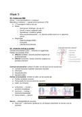 WDD-1 Samenvatting Week 1-8 compleet