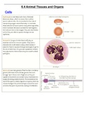 Summary  on tissues for animals and plants