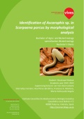 Identification of Nematodes (Ascarophis sp.) in Scorpaena porcus by morphological identification