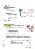 WDD-1 alle college aantekeningen week 5 t/m 8