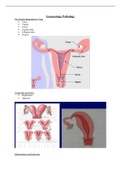 Fundamentals of Gynaecology Pathology for Exams 