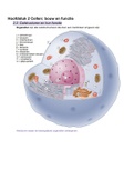 Samenvatting  cellen (Biologie)