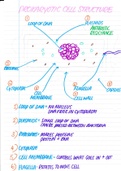 Bacterial cell structure p1