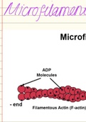 Microfilaments