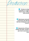 Production & secretion of proteins