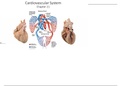 Cardiovascular System