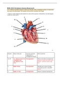 Circulatory System Homework