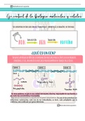 Transcripción y Traducción: del ADN a las Proteínas - Biología Celular 