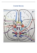 Hersenzenuwen Cranial Nerves 