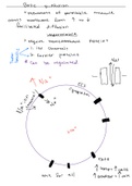 Anatomy and Physiology 1 Lecture Notes