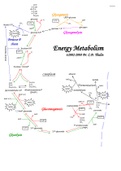 Biochemical metabolism flowchart 