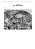 BIOLOGY 24011 48 Female Reproductive Anatomy Answer Key- Houston Community College