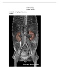 BIOLOGY 24011 53 Urinary Anatomy Answer Key