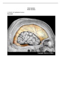 BIOLOGY 24011 28 Brain Anatomy Answer Key