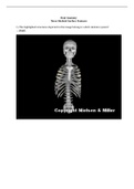 BIOLOGY 24011 07 Torso skeletal surface features Answer Key