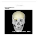 BIOLOGY 24011 05 Skull Skeletal Anatomy Answer Key