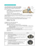 Brainstem and Spinal Cord