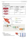 Myologie 