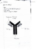 AQA biology GCSE notes - antibodies and monoclonal antibodies