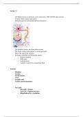 Lecture notes Brain anatomy BMS24 MSc Biomedical Sciences Nijmegen