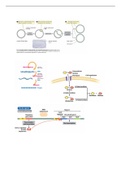 FIRST CLASS Lecture notes Genetics 