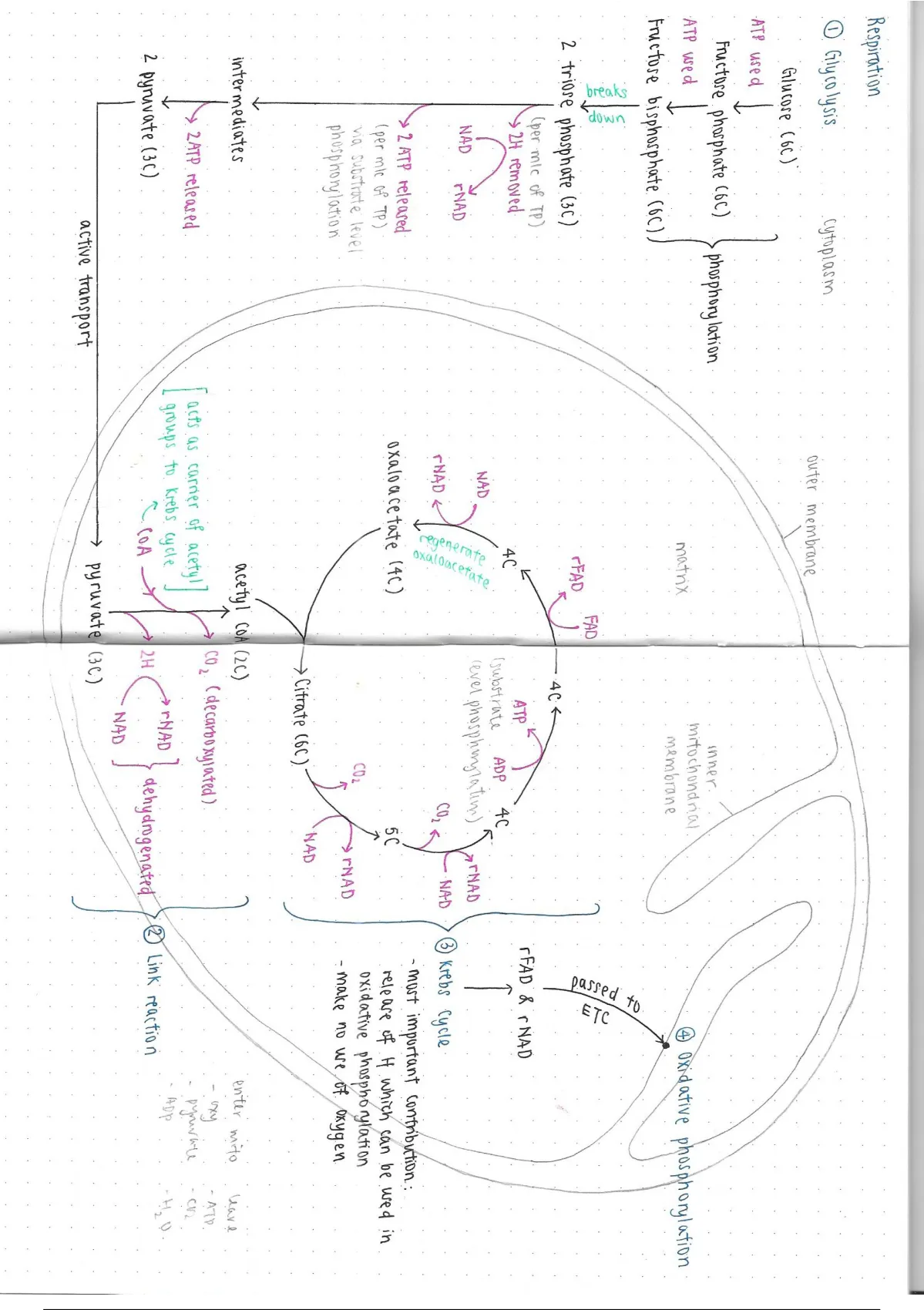 A Level A2 Biology Chapte 12 Respiration Glycolysis Link Reaction Krebs