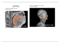 BIO 206 Digestive System - Lab Assignment.docx